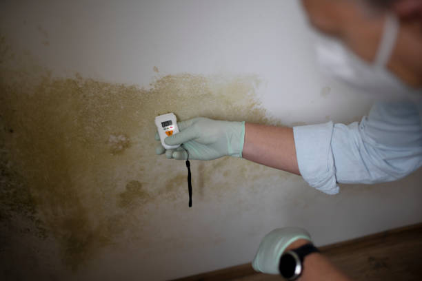 Professional Mold Removal in West Grove, PA