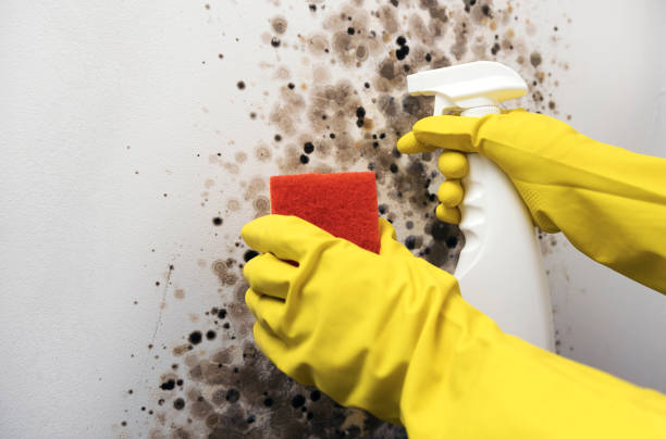 Attic Mold Removal in West Grove, PA